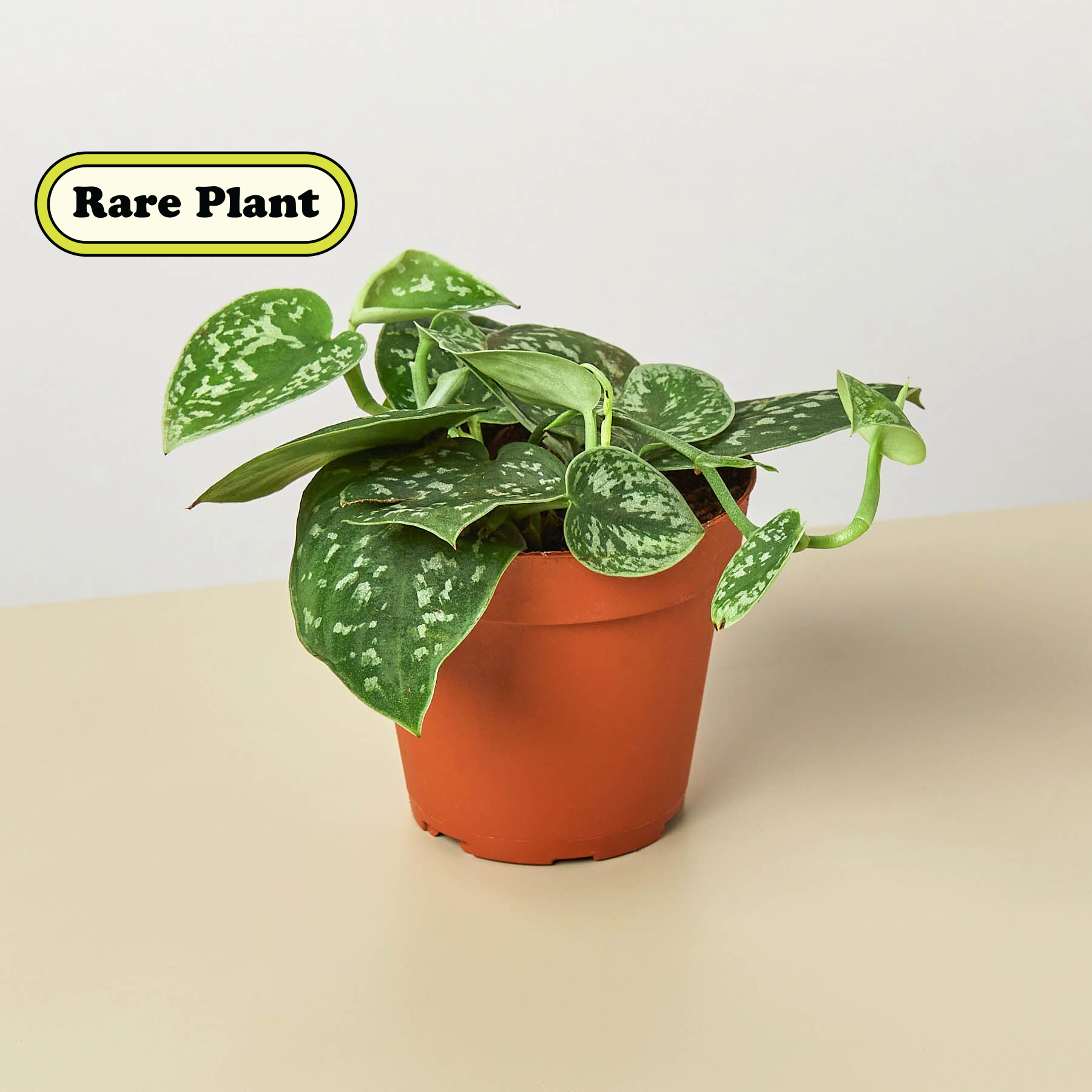 Pothos Satin indoor plant by Rooted Treasures Farms in a terracotta pot with variegated green leaves on Tampa Home & Garden Store