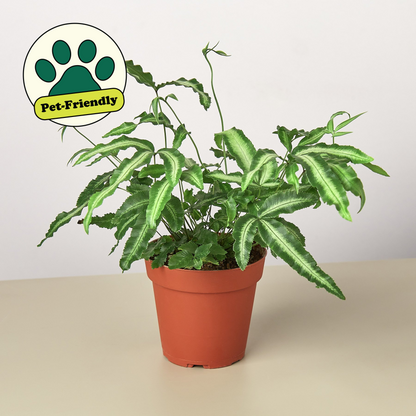 Pteris Cretica Albo Fern indoor plant in a terracotta pot on Tampa Home & Garden Store