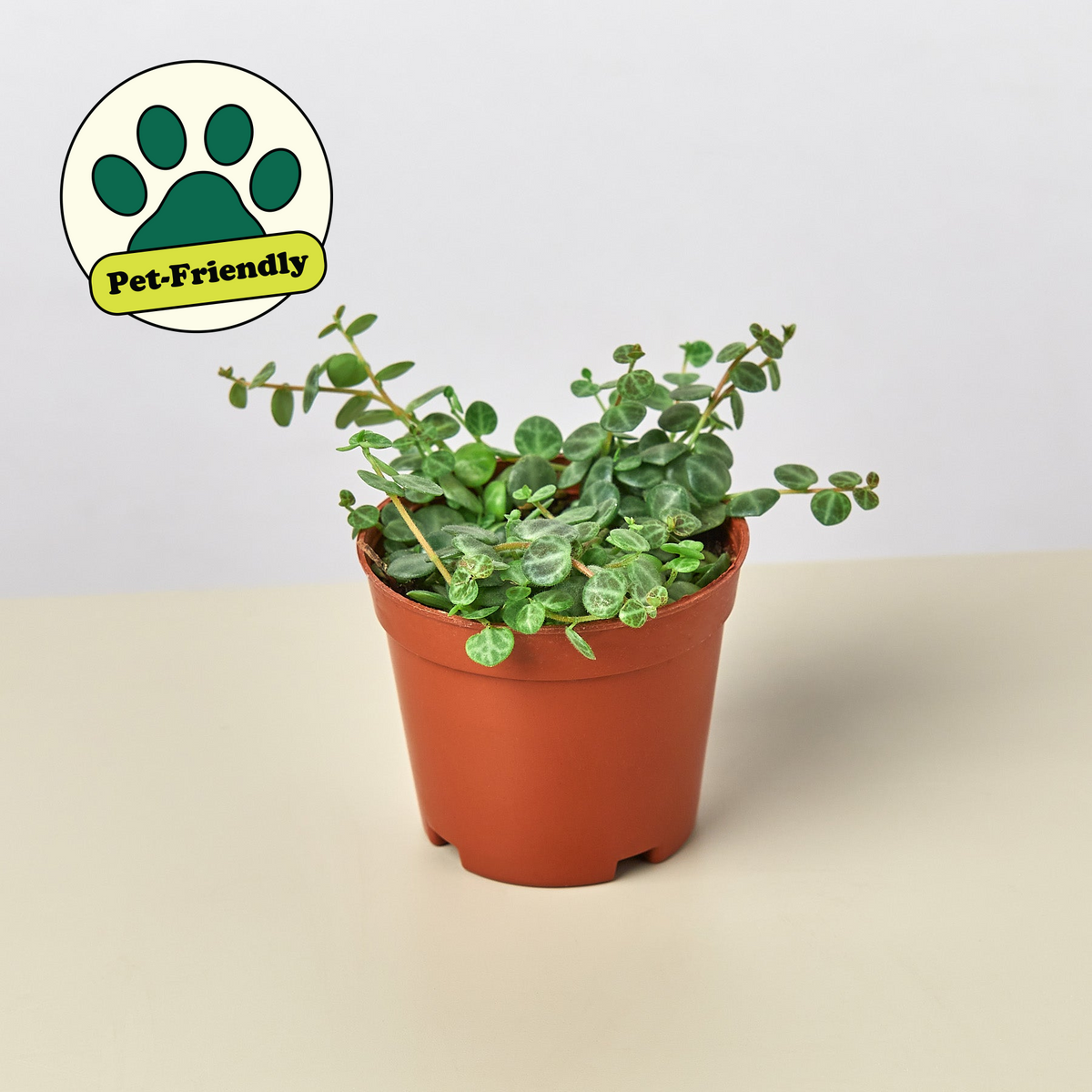 Peperomia Prostrata String of Turtles plant terracotta pot trailing leaves pet-friendly badge on Tampa Home & Garden Store