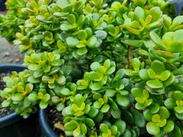Planta de jade