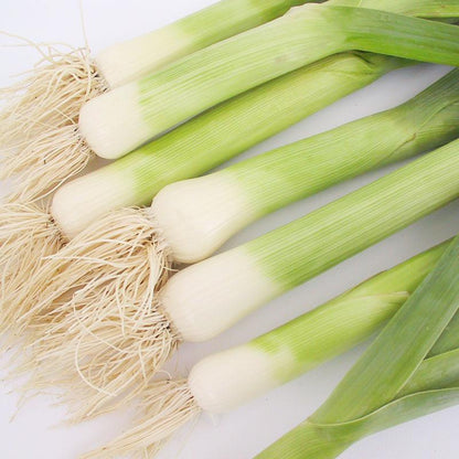 Varna Leek Seeds Organic image shows leeks with white bases and green tops on Tampa Home & Garden Store
