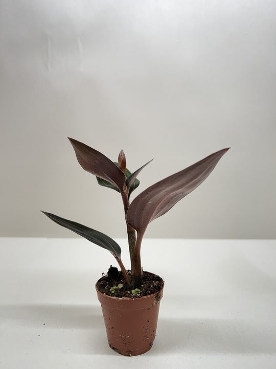 Ludisia discolor 4in plant in terracotta pot with burgundy leaves and a small bud on Tampa Home & Garden Store