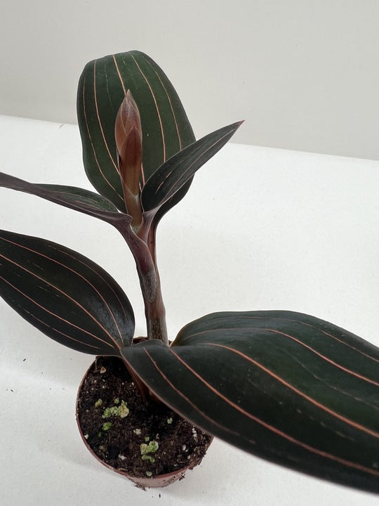 Ludisia discolor 4 inch potted houseplant with dark green leaves and pink veins House Plant Shop on Tampa Home & Garden Store