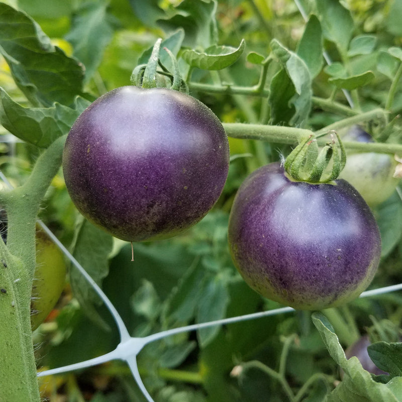 Graines de tomates pomme indigo (biologiques)