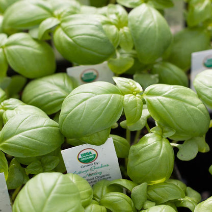 Genovese Basil seeds by Seedtime Store, vibrant green basil with USDA Organic label on Tampa Home & Garden Store