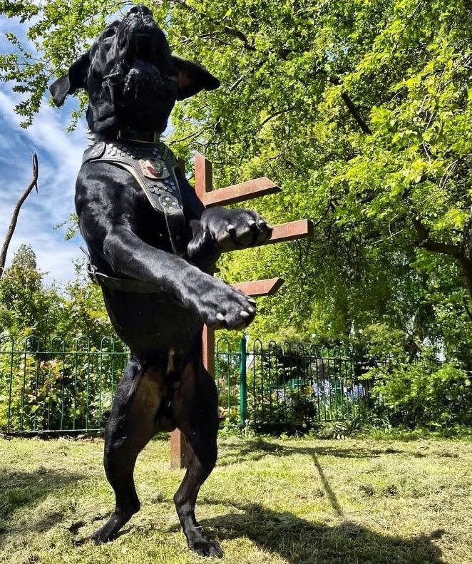 Arnés Irondog
