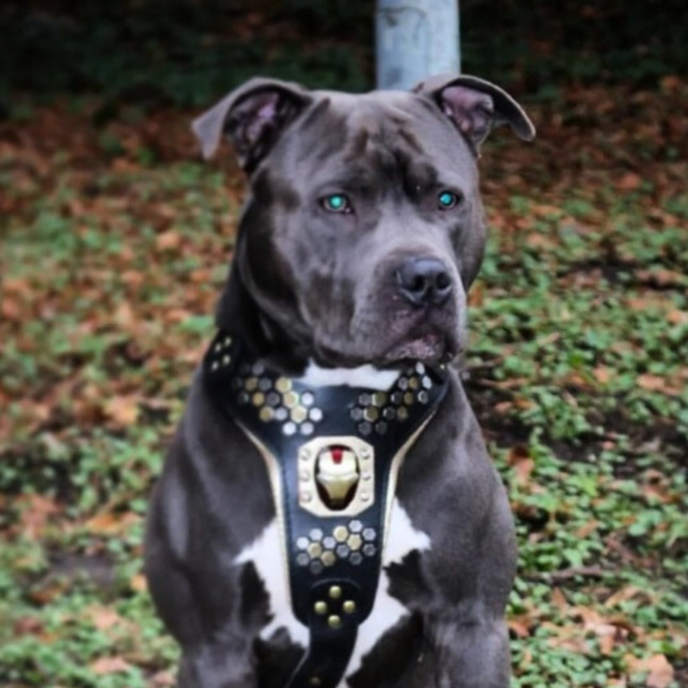 Arnés Irondog