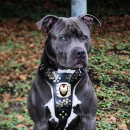 Arnés Irondog