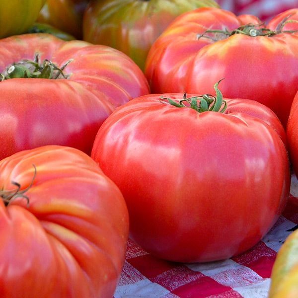 Brandywine tomato pink-red beefsteak cluster, ripened fruits on a red checkered tablecloth on Tampa Home & Garden Store