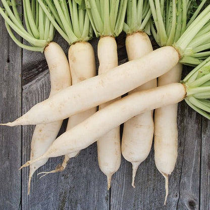 Daikon radish roots with green tops on weathered wood Seedtime Store seeds on Tampa Home & Garden Store