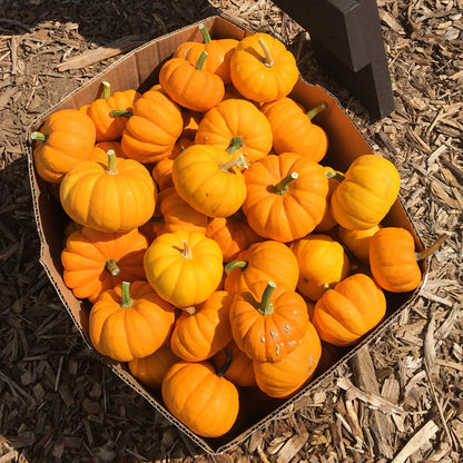 Jack Be Little mini pumpkins in a box, bright orange gourds on Tampa Home & Garden Store