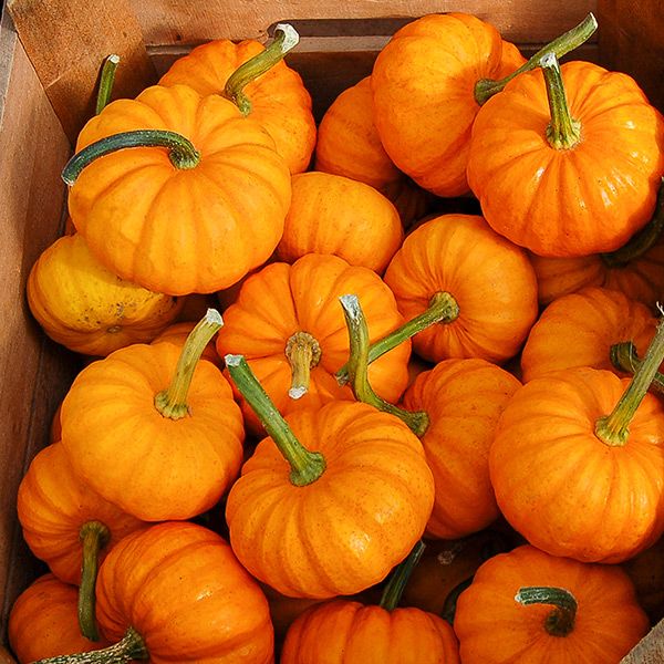 Jack Be Little pumpkins, small orange pumpkins with green stems packed in a cardboard box on Tampa Home & Garden Store