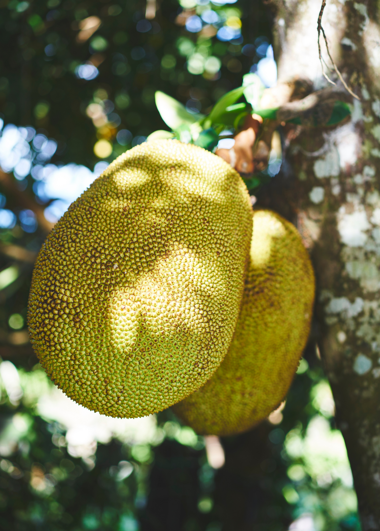 Jackfruit Tree 'Golden Nugget' (Artocarpus heterophyllus)