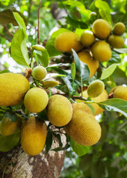 Jackfruit Tree 'Golden Nugget' (Artocarpus heterophyllus)