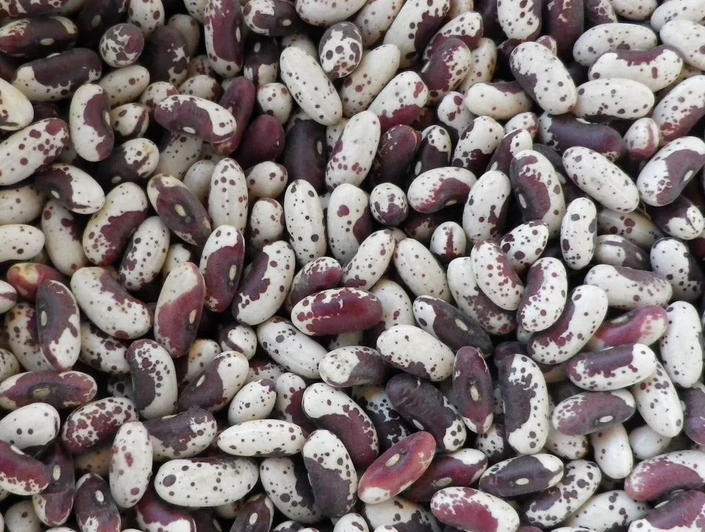 Jacob's Cattle Trout bean seeds white and burgundy speckled oval beans Seedtime Store on Tampa Home & Garden Store