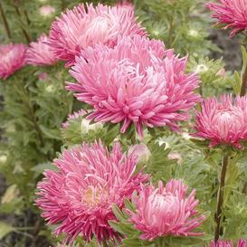 Jewelaster Rose Aster seeds pink pom-pom blooms several Seedtime Store on Tampa Home & Garden Store