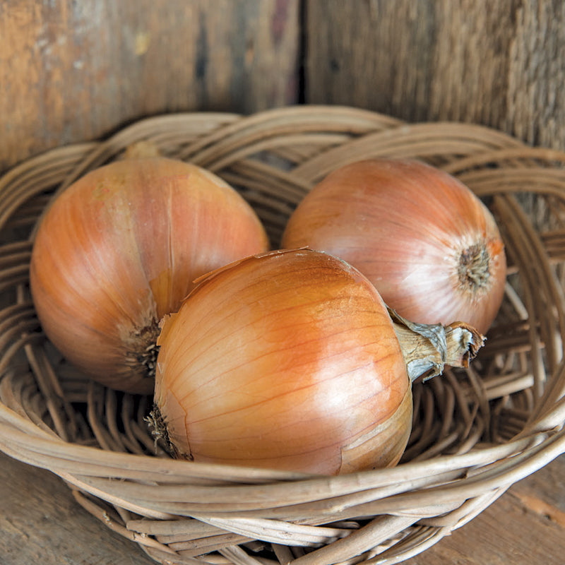 Semillas de cebolla de Cortland (orgánicas)