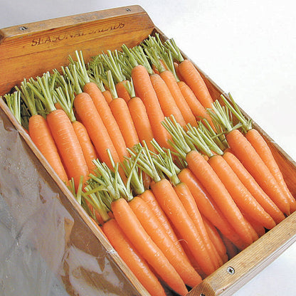 Napoli Carrot fresh orange carrots with green tops in a wooden crate on Tampa Home & Garden Store