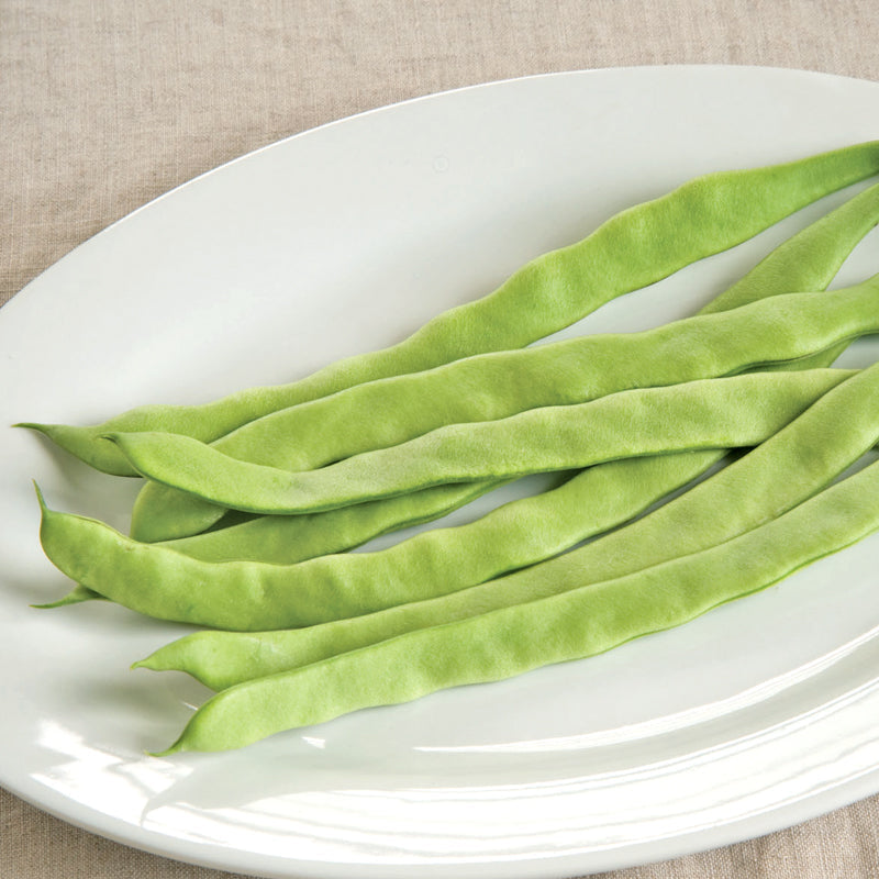 Graines de haricots verts italiens (biologiques)