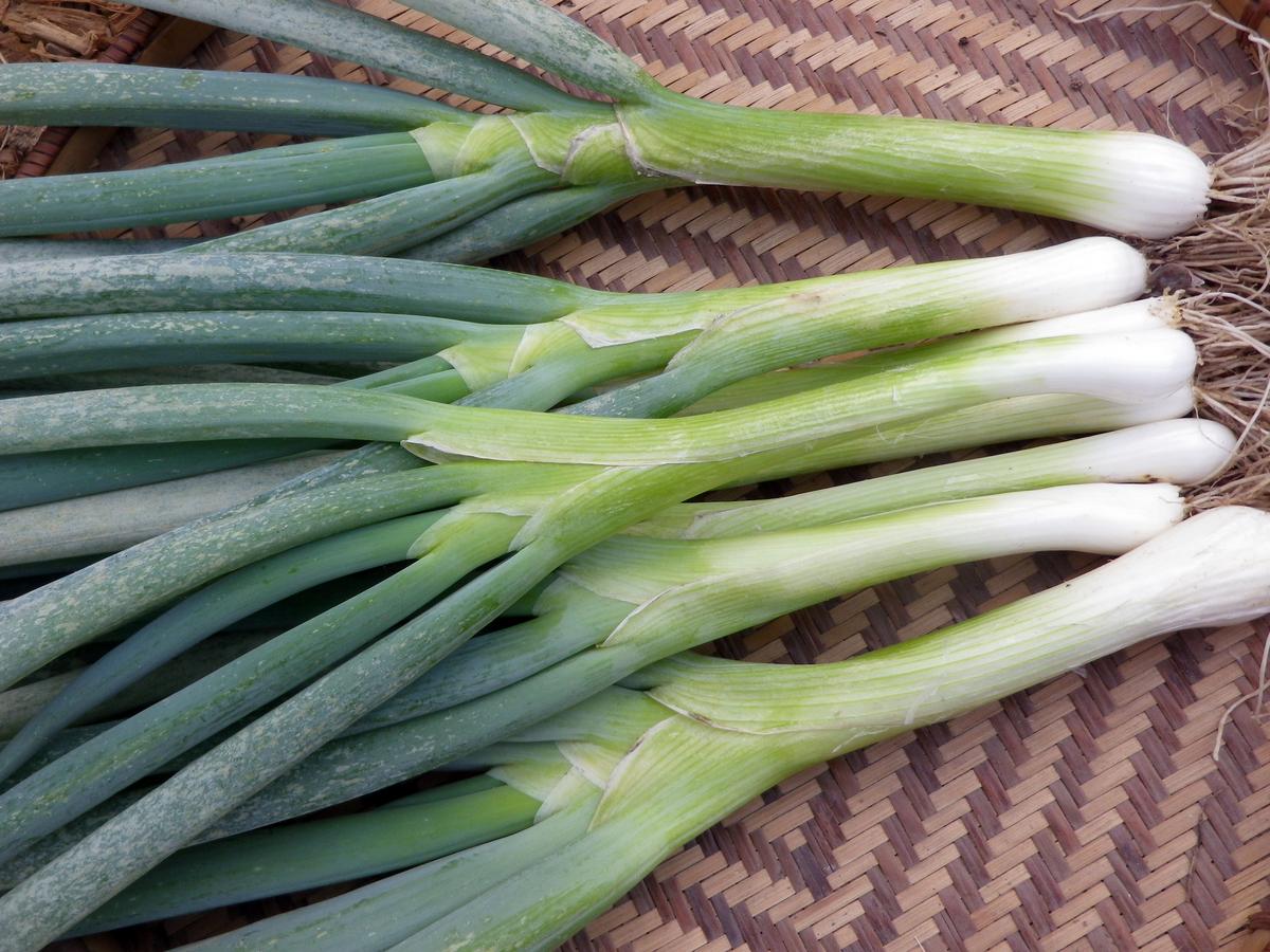 Tokyo Long White Bunching Onion stalks with white bulbs and green leaves on woven basket on Tampa Home & Garden Store