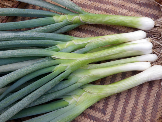 Tokyo Long White Bunching Onion stalks with white bulbs and green leaves on woven basket on Tampa Home & Garden Store