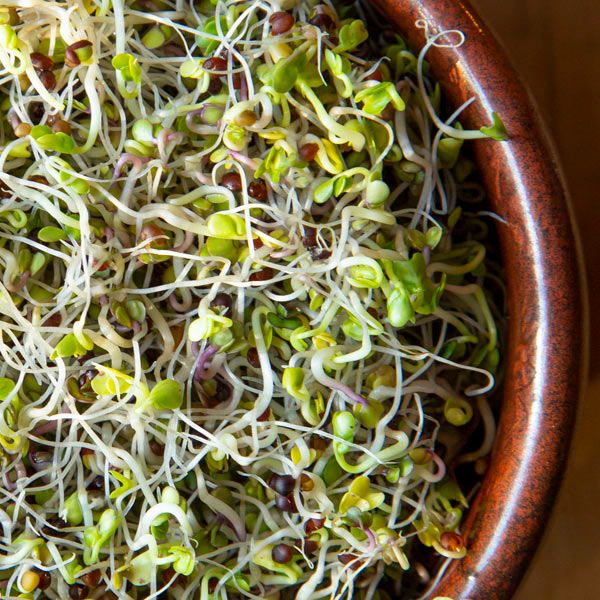 Kale sprouting seeds microgreens in a brown wooden bowl with green sprouts Seedtime Store on Tampa Home & Garden Store