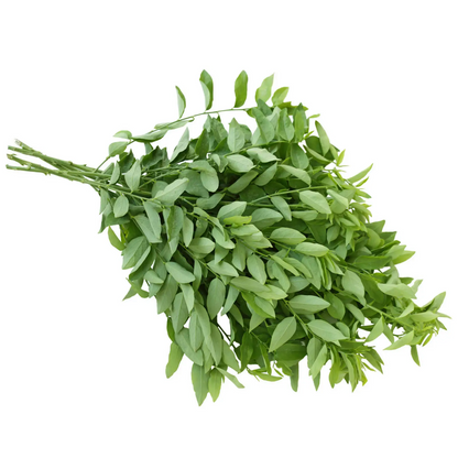 Katuk herb bundle Sauropus androgynus from Sow Exotic, leafy green stems on Tampa Home & Garden Store