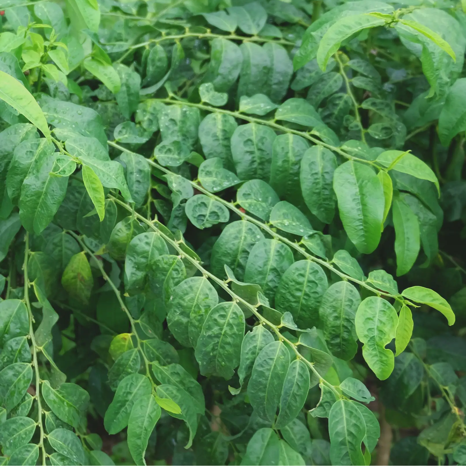 Katuk herb Sauropus androgynus with lush green leaves Sow Exotic landscaping plant on Tampa Home & Garden Store
