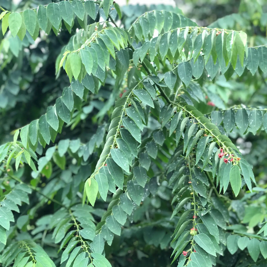Katuk herb Sauropus androgynus with arching green leaflets; landscaping plant by Sow Exotic on Tampa Home & Garden Store