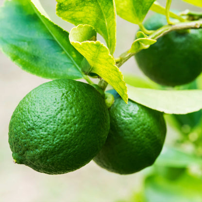 Key Lime Bush plant with green limes and leaves, Live Good Logistics, Indoor/Outdoor Plants on Tampa Home & Garden Store