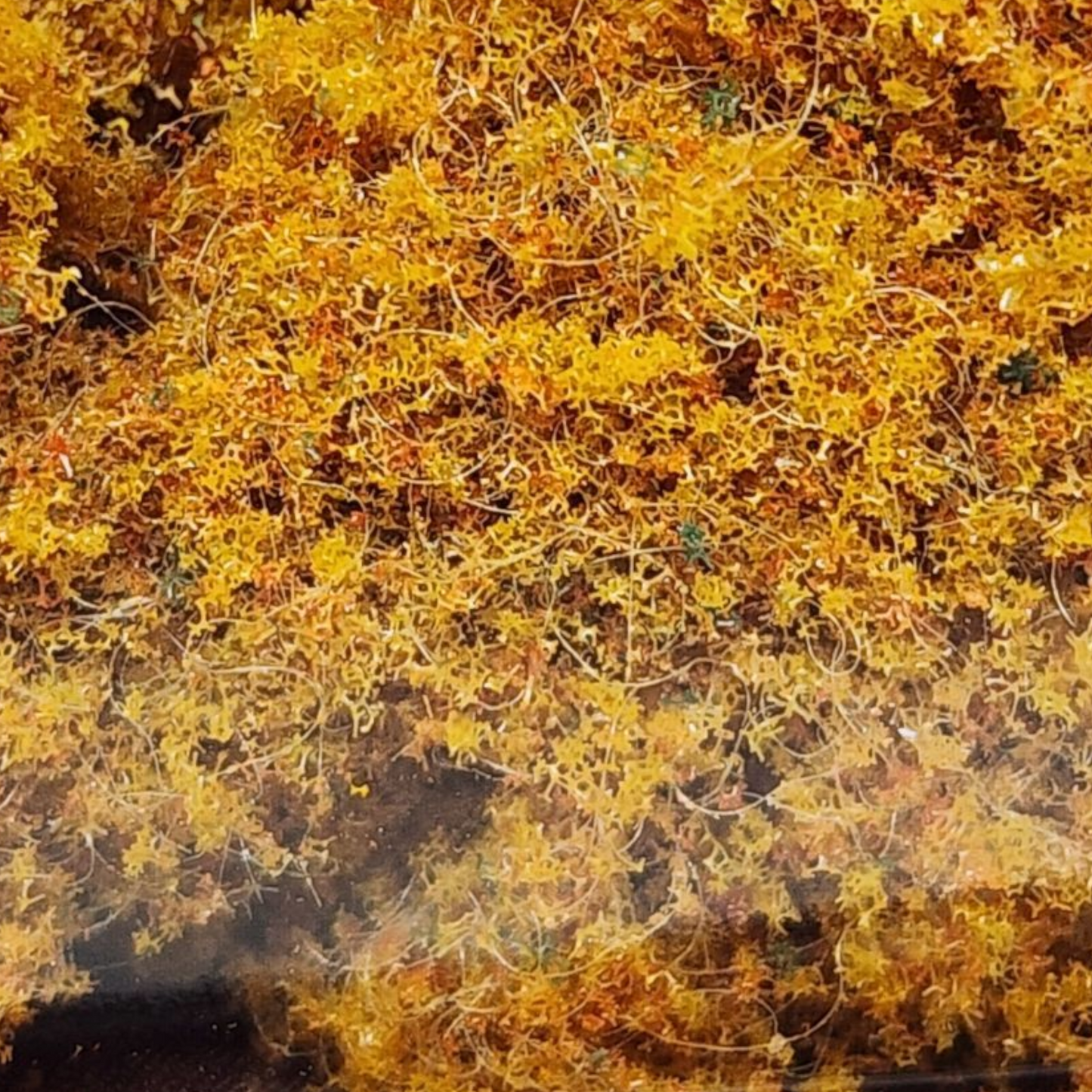 Fibra de follaje de otoño temprano de SceneScapes - Grado medio
