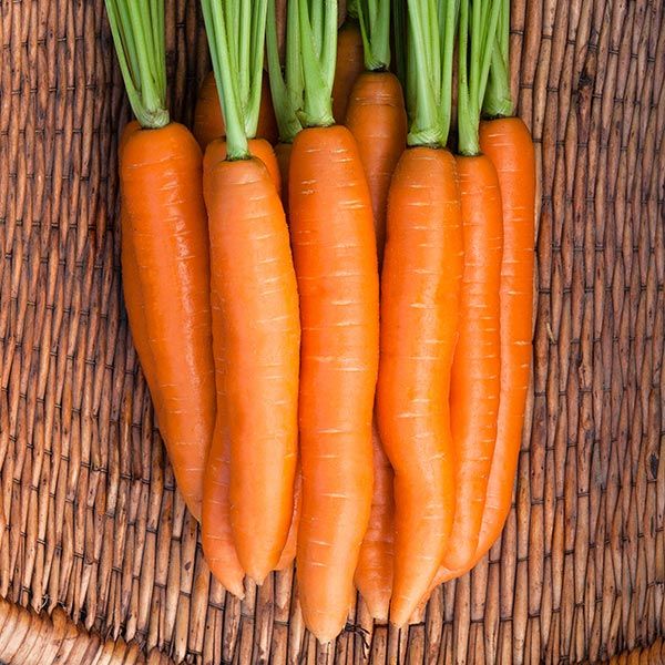 Negovia F1 carrot, six orange fresh roots with green tops on a woven mat on Tampa Home & Garden Store