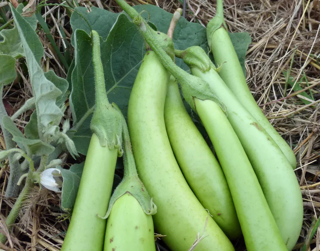 Louisiana Long Green Eggplant on the plant; green banana-shaped fruits, Seedtime Store seeds on Tampa Home & Garden Store