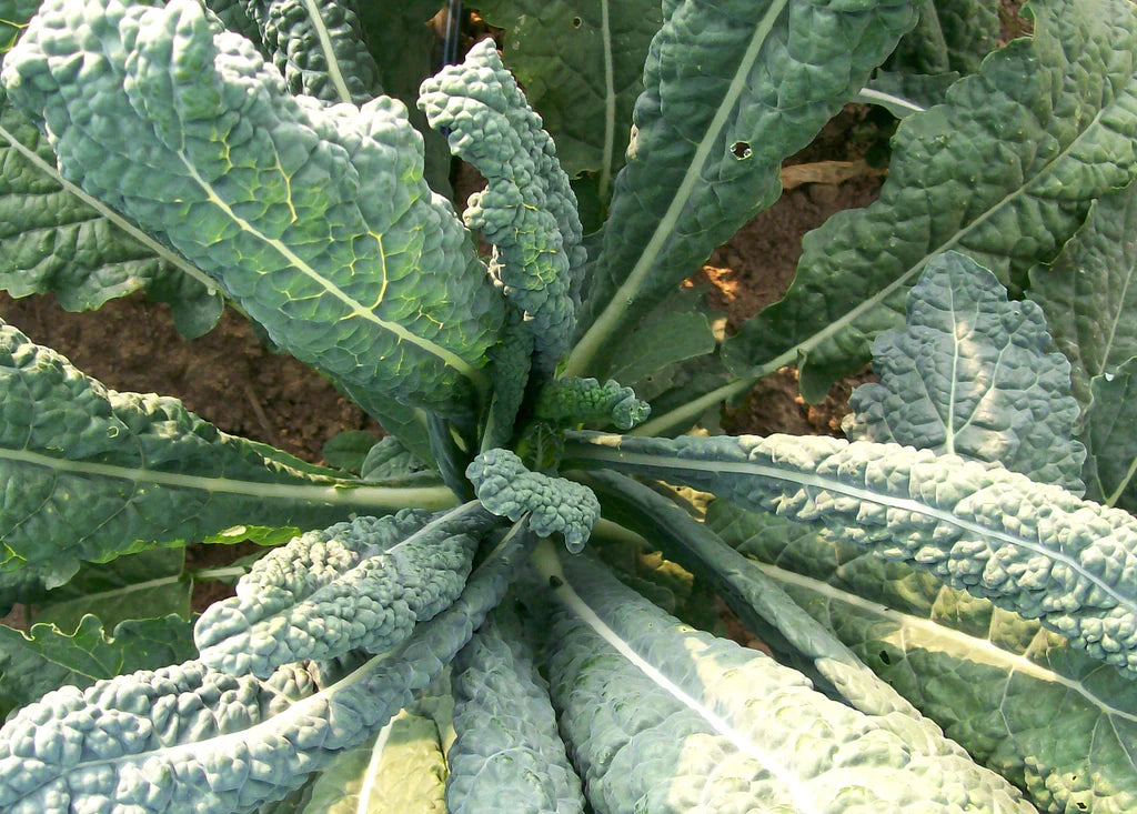 Lacinato kale plant blue-green crinkled leaves Seedtime Store seeds on Tampa Home & Garden Store