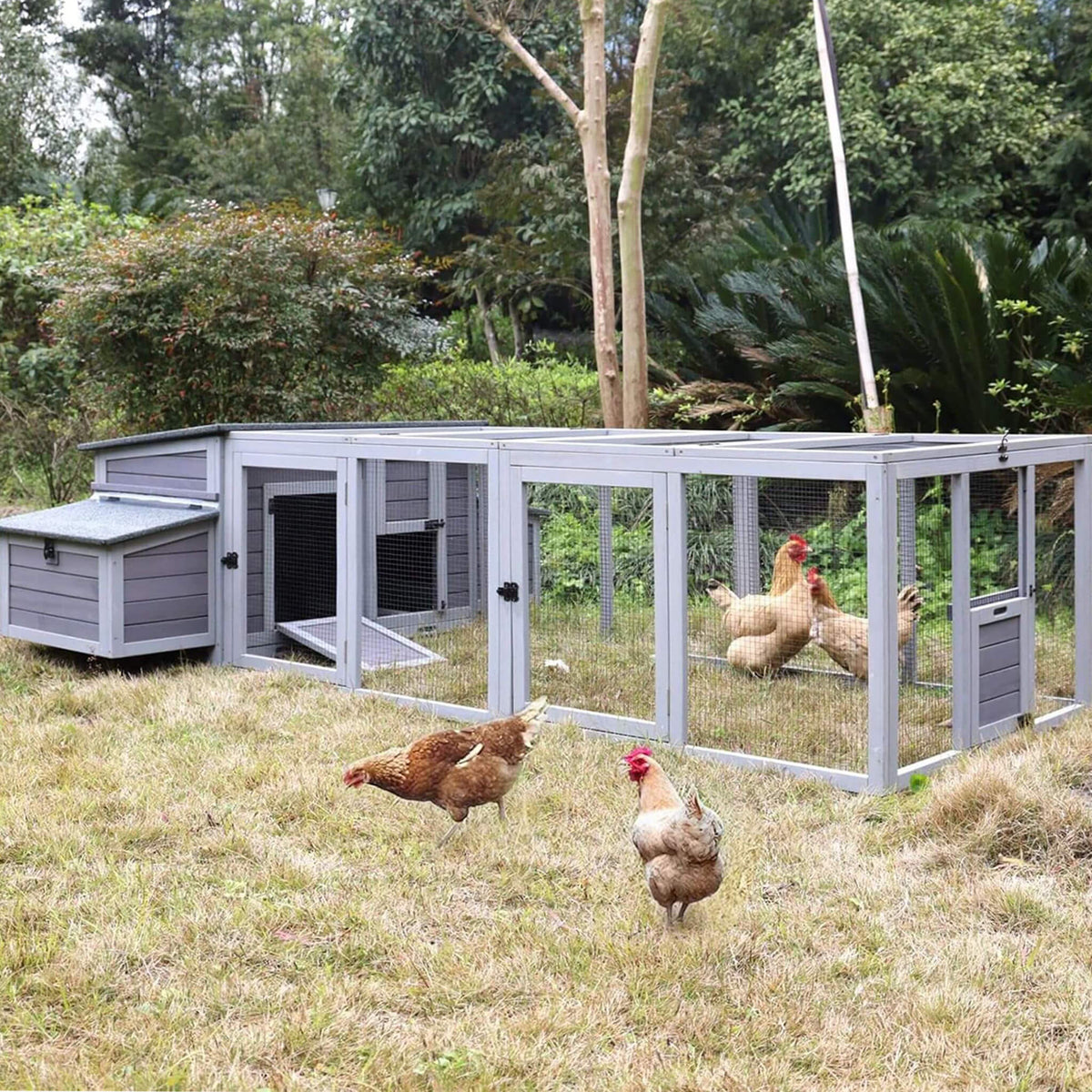 Large chicken coop with run and nesting boxes; 4-6 chickens roam by gray wooden enclosure on Tampa Home & Garden Store
