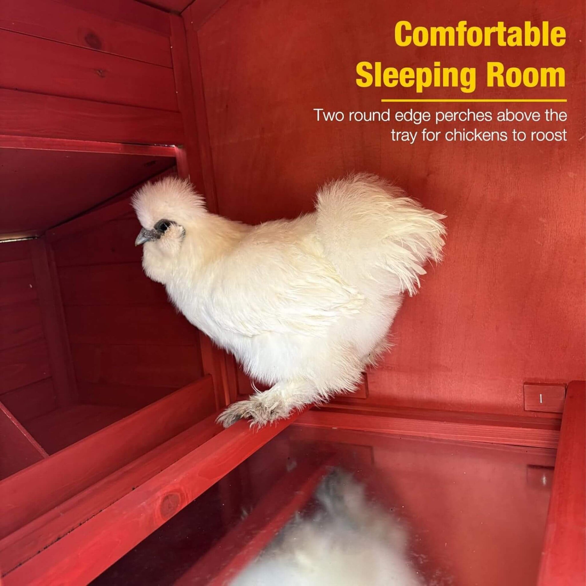 Large 73-Inch Portable Chicken Coop interior with red wood walls and white chicken on roosts on Tampa Home & Garden Store
