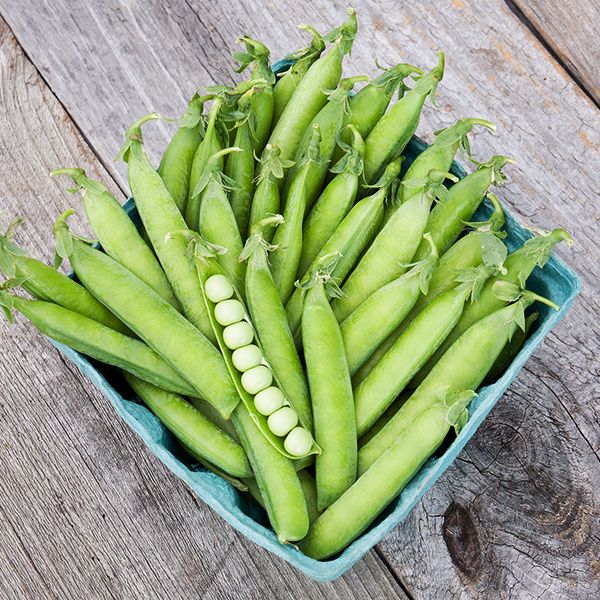 Laxtons #9 Shell Pea seeds, green shell peas in a blue seed carton Seedtime Store on Tampa Home & Garden Store