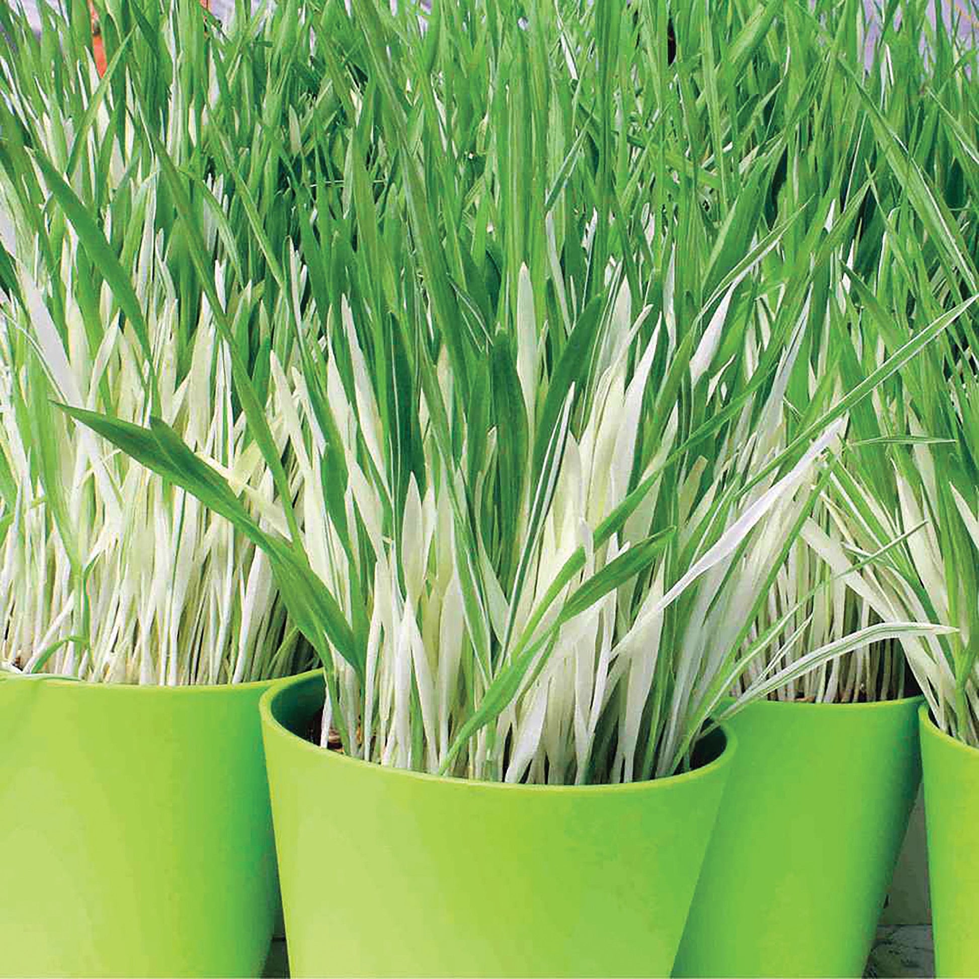Variegated Cat Grass seeds in dense green leafy blades planted in lime green pots on Tampa Home & Garden Store