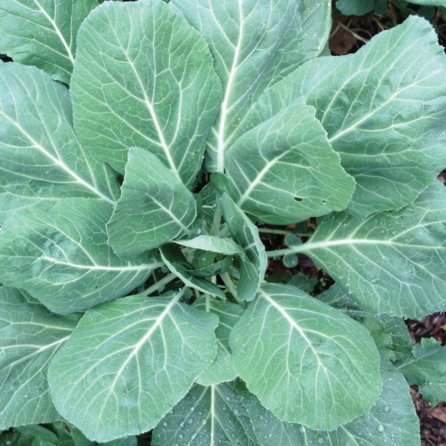 Champion Collards seeds plant with large green leaves and white veins in a garden on Tampa Home & Garden Store