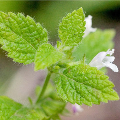 Lemon balm seeds plant with green leaves and a white flower on Tampa Home & Garden Store