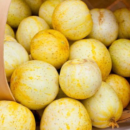 Lemon cucumber fruits, small round yellow cucumbers in a wooden basket, Seedtime Store seeds on Tampa Home & Garden Store