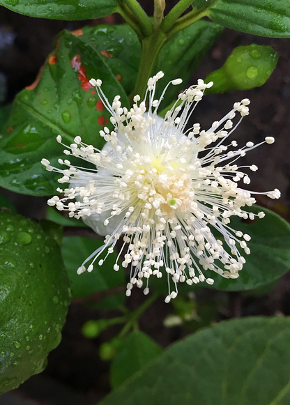 Guava Tree, Lemon Guava (Psidium littorale)