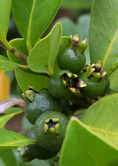 Guava Tree, Lemon Guava (Psidium littorale)