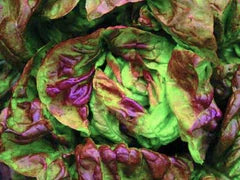 Yugoslavian Red Butterhead Lettuce leaves, purple-red with green edges Seedtime Store on Tampa Home & Garden Store