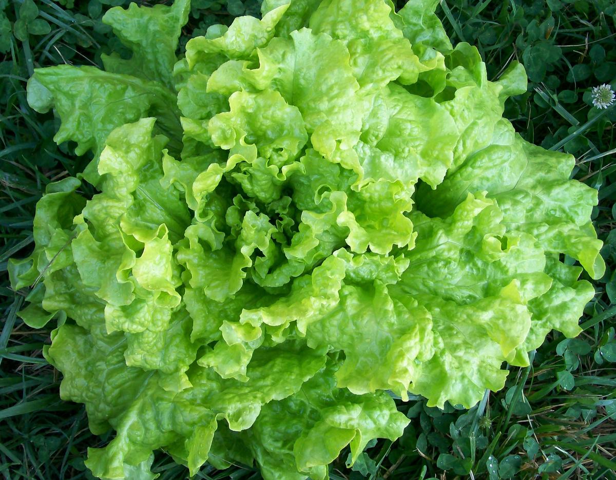 Black-Seeded Simpson looseleaf lettuce head with bright green, ruffled leaves in a garden bed on Tampa Home & Garden Store