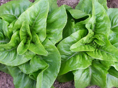 Deer Tongue Lettuce Seeds, glossy green leaves, compact head on Tampa Home & Garden Store