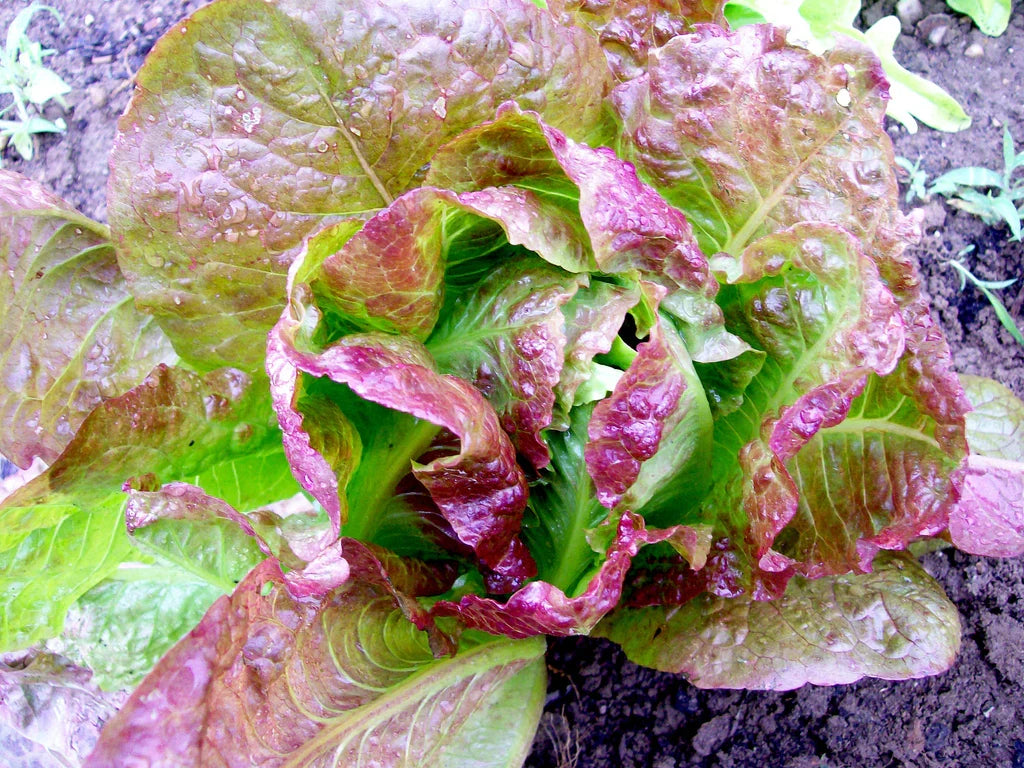 Sweet Valentine Lettuce head with red-tinted green leaves growing in garden soil on Tampa Home & Garden Store