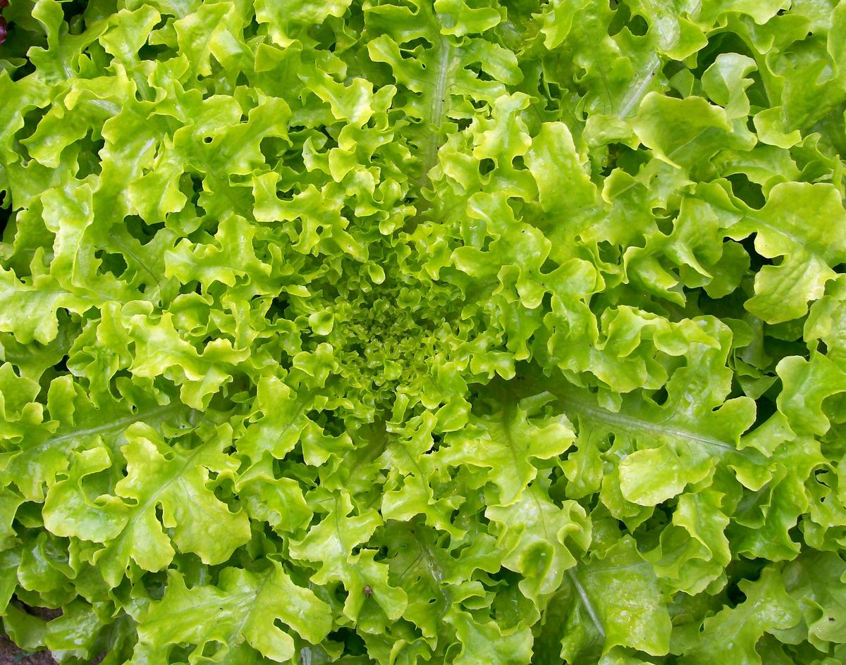 Salad Bowl Looseleaf Lettuce seeds, bright green ruffled leaves, Seedtime Store on Tampa Home & Garden Store