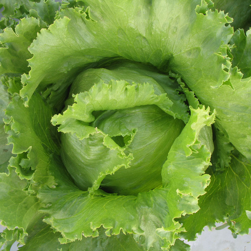 Graines de laitue supérieure Iceberg (biologiques)