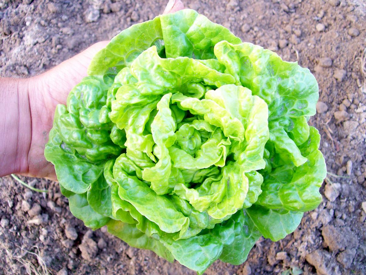 Tom Thumb Bibb lettuce head with light green butterhead leaves held above soil on Tampa Home & Garden Store